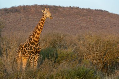 Güney Afrika zürafası veya Pelerin zürafası (Zürafa camelopardalis zürafa). Kuzey Batı Eyaleti. Güney Afrika