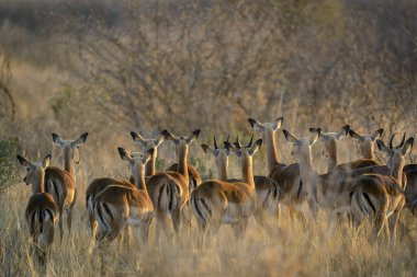 Impala (Aepyceros melampus). Kuzey Batı Eyaleti. Güney Afrika