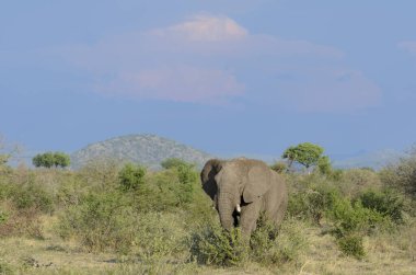 Afrika çalı fili (Loxodonta africana) diğer adıyla Afrika savanası fili veya Afrika fili. Kuzey Batı Eyaleti. Güney Afrika