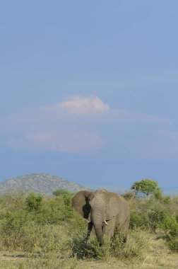 Afrika çalı fili (Loxodonta africana) diğer adıyla Afrika savanası fili veya Afrika fili. Kuzey Batı Eyaleti. Güney Afrika