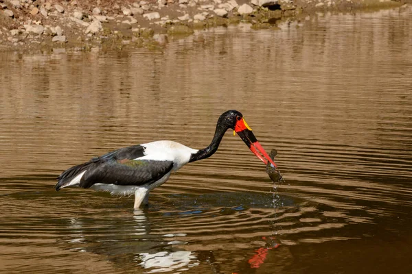 Saddle Billed Stork Saddlebill Ephippiorhynchus Senegalensis Waterhole African Sharptooth Catfish — Stock Photo, Image