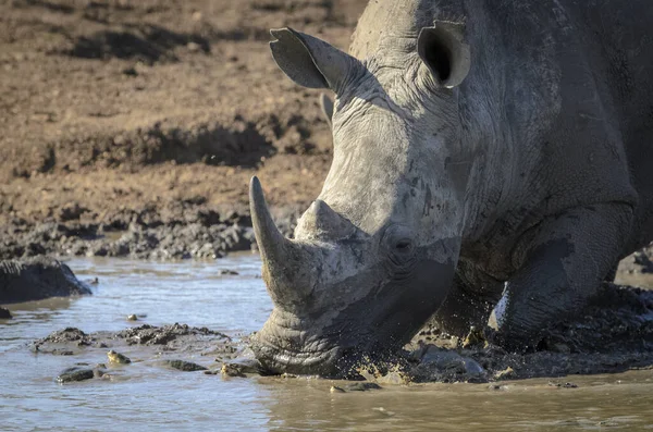 Rhinocéros Blanc Rhinocéros Lèvres Carrées Rhinocéros Ceratotherium Simum Vautrant Dans — Photo