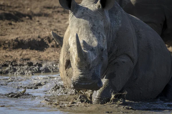 Rhinocéros Blanc Rhinocéros Lèvres Carrées Rhinocéros Ceratotherium Simum Vautrant Dans — Photo