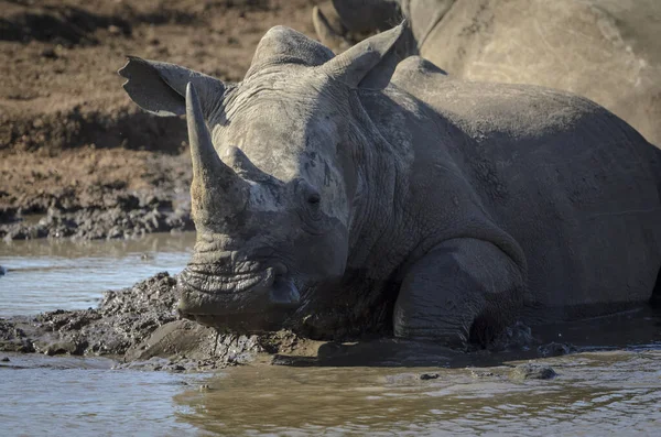 Rinoceronte Bianco Rinoceronte Dalle Labbra Quadrate Rinoceronte Ceratotherium Simum Che — Foto Stock