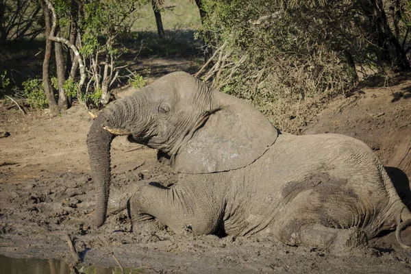 Afrikanischer Buschelefant Loxodonta Africana Aka Afrikanischer Savannenelefant Oder Afrikanischer Elefant — Stockfoto