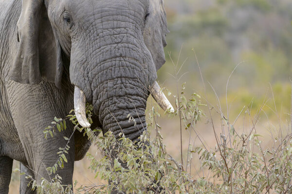 African bush elephant (Loxodonta africana) aka African savanna elephant or African elephant. Limpopo Province. South Africa