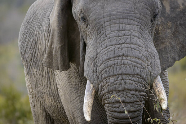 African bush elephant (Loxodonta africana) aka African savanna elephant or African elephant. Limpopo Province. South Africa