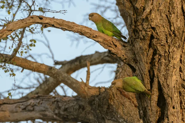 Papagaio Cabeça Castanha Poicephalus Cryptoxanthus Província Limpopo África Sul — Fotografia de Stock