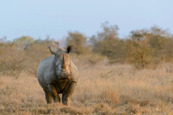 Rhinocéros Blanc Rhinocéros Lèvres Carrées Rhinocéros Ceratotherium Simum Province Limpopo — Photo