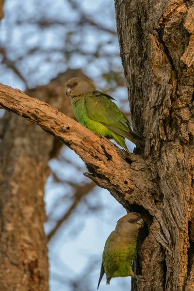 Barnafejű Papagáj Poicephalus Cryptoxanthus Limpopo Tartomány Dél Afrika — Stock Fotó