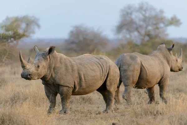 Белый Носорог Носорог Квадратными Губами Носорог Ceratotherium Simum Провинция Лимпопо — стоковое фото