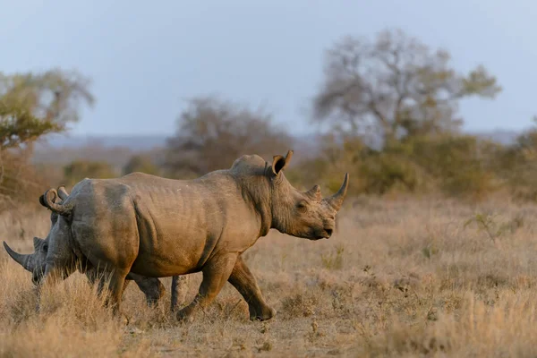 Rhinocéros Blanc Rhinocéros Lèvres Carrées Rhinocéros Ceratotherium Simum Afrique Sud — Photo