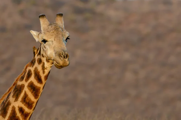 Южноафриканский Жираф Giraffa Camelopardalis Giraffa Северо Западная Провинция Южная Африка — стоковое фото