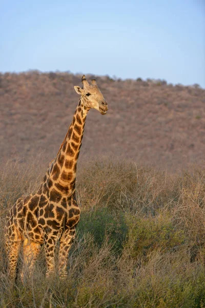 Zuid Afrikaanse Giraffe Kaap Giraffe Giraffa Camelopardalis Giraffa Noordwestelijke Provincie — Stockfoto