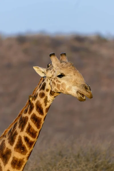 Dél Afrikai Zsiráf Vagy Foki Zsiráf Giraffa Camelopardalis Giraffa Észak — Stock Fotó