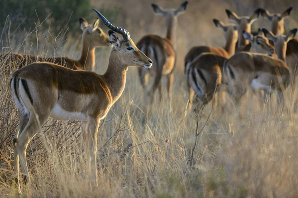 Impala Aepyceros Melampus Severozápadní Provincie Jižní Afrika — Stock fotografie