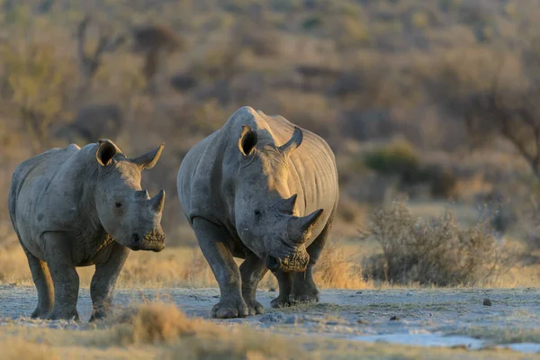 Rinoceronte Branco Rinoceronte Quadrado Rinoceronte Ceratotherium Simum Província Noroeste África — Fotografia de Stock