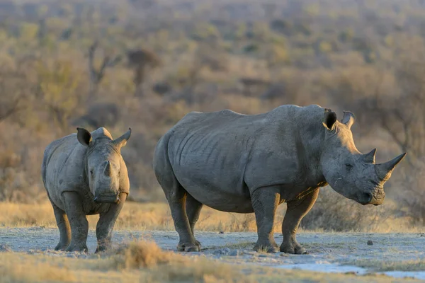 Rhinocéros Blanc Rhinocéros Lèvres Carrées Rhinocéros Ceratotherium Simum Province Nord — Photo
