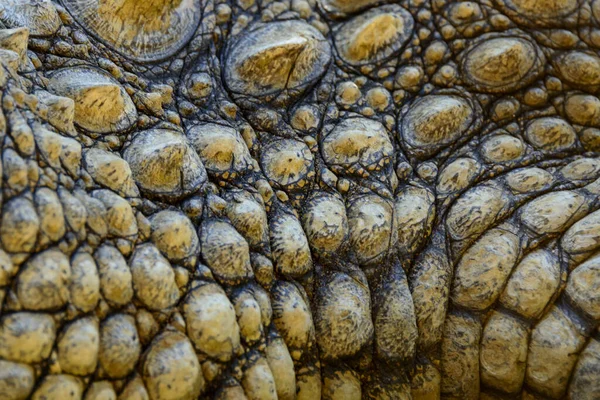 Nil timsahı (timsah niloticus). Deri parçası. Güney Afrika