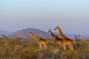 Güney Afrika zürafası veya Pelerin zürafası (Zürafa camelopardalis zürafa). Güney Afrika