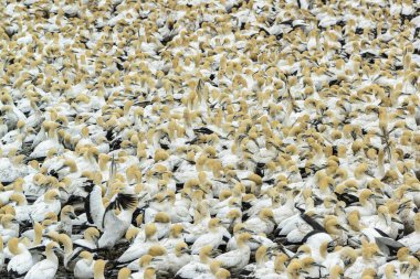 Sümsük kuşu (Morus capensis orijinal olarak Sula capensis) kolonisi. Güney Afrika