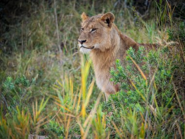 Bushbuck 'ıyla (Tragelaphus Scriptu) bir ağaçta muhteşem leopar (Panthera pardus) Mpumalanga' yı öldürür. Güney Afrika.