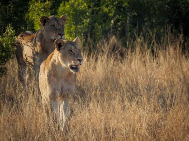 Muhteşem bir aslan çifti (Panthera leo) Afrika çalılıklarından tawny otlaklarına doğru yürür. Mpumalanga. Güney Afrika.