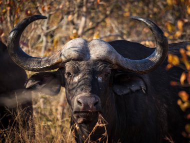 Bushbuck 'ıyla (Tragelaphus Scriptu) bir ağaçta muhteşem leopar (Panthera pardus) Mpumalanga' yı öldürür. Güney Afrika.