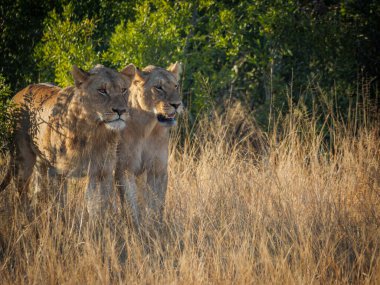 Muhteşem bir aslan çifti (Panthera leo) Afrika çalılıklarından tawny otlaklarına doğru yürür. Mpumalanga. Güney Afrika.