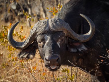Bushbuck 'ıyla (Tragelaphus Scriptu) bir ağaçta muhteşem leopar (Panthera pardus) Mpumalanga' yı öldürür. Güney Afrika.