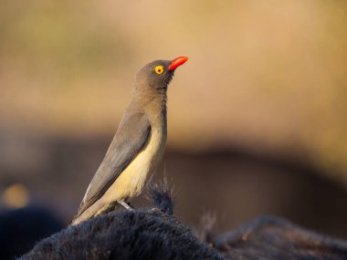 Bushbuck 'ıyla (Tragelaphus Scriptu) bir ağaçta muhteşem leopar (Panthera pardus) Mpumalanga' yı öldürür. Güney Afrika.