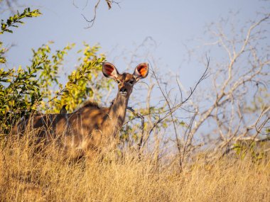 Daha büyük kudu (Tragelaphus strepsiceros) dişisi. Mpumalanga. Güney Afrika.