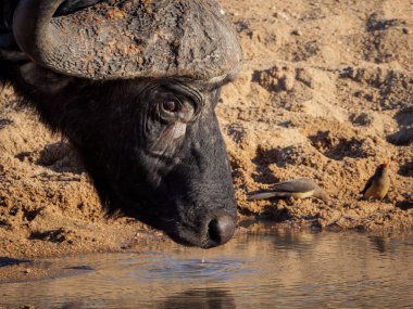 Bushbuck 'ıyla (Tragelaphus Scriptu) bir ağaçta muhteşem leopar (Panthera pardus) Mpumalanga' yı öldürür. Güney Afrika.