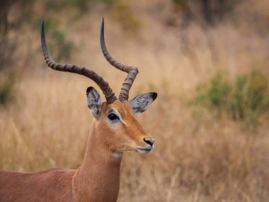 İmpala (Aepyceros melampus) erkek. Mpumalanga. Güney Afrika.