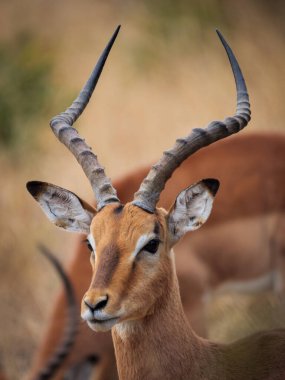 İmpala (Aepyceros melampus) erkek. Mpumalanga. Güney Afrika.
