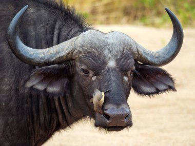 Bushbuck 'ıyla (Tragelaphus Scriptu) bir ağaçta muhteşem leopar (Panthera pardus) Mpumalanga' yı öldürür. Güney Afrika.