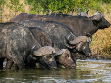 Bushbuck 'ıyla (Tragelaphus Scriptu) bir ağaçta muhteşem leopar (Panthera pardus) Mpumalanga' yı öldürür. Güney Afrika.