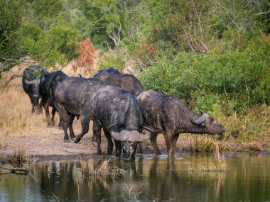 Bushbuck 'ıyla (Tragelaphus Scriptu) bir ağaçta muhteşem leopar (Panthera pardus) Mpumalanga' yı öldürür. Güney Afrika.