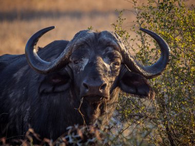 Bushbuck 'ıyla (Tragelaphus Scriptu) bir ağaçta muhteşem leopar (Panthera pardus) Mpumalanga' yı öldürür. Güney Afrika.