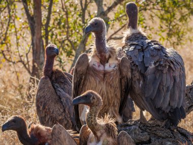 Beyaz sırtlı akbaba (Gyps africanus). Mpumalanga. Güney Afrika.