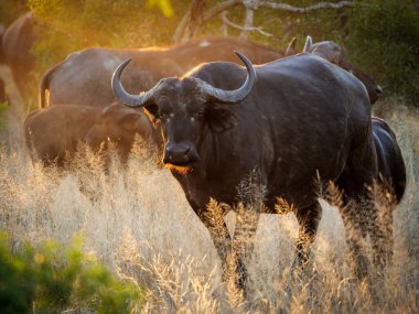 Afrika bufalosu ya da Cape Buffalo (Syncerus caffer) muhteşem bir öğleden sonra ışığında. Mpumalanga. Güney Afrika.