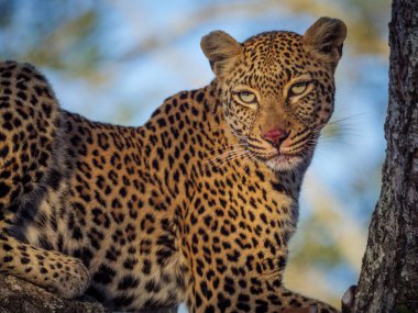 Ağaçtaki muhteşem leopar (Panthera pardus). Mpumalanga. Güney Afrika.