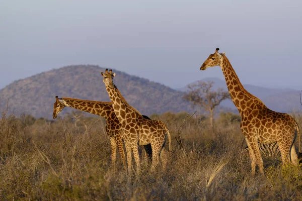 Žirafa Jižní Afriky Nebo Žirafa Kapská Žirafa Camelopardalis Jižní Afrika — Stock fotografie