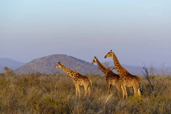 Žirafa Jižní Afriky Nebo Žirafa Kapská Žirafa Camelopardalis Jižní Afrika — Stock fotografie