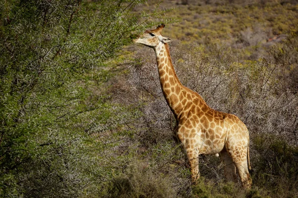 Güney Afrika Zürafası Veya Pelerin Zürafası Zürafa Camelopardalis Zürafa Bakınır — Stok fotoğraf