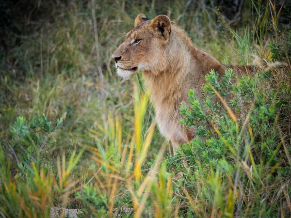 Geweldige Luipaard Panthera Pardus Een Boom Met Zijn Bushbuck Tragelaphus — Stockfoto