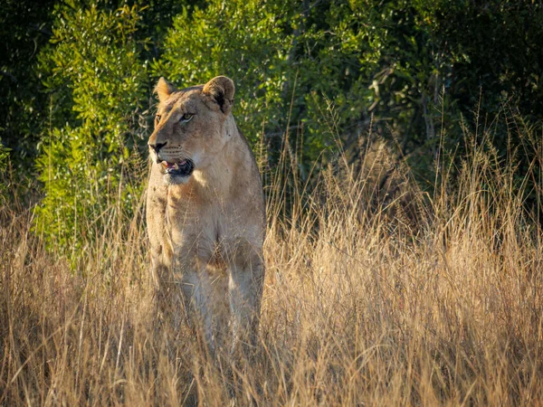 Una Splendida Leonessa Leone Panthera Leo Esce Dal Cespuglio Africano — Foto Stock