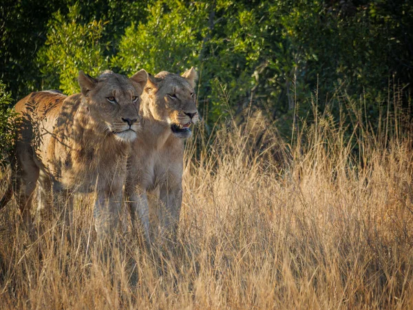 Nádherná Dvojice Lvů Panthera Leo Vyšla Afrického Keře Žlutohnědé Pastviny — Stock fotografie