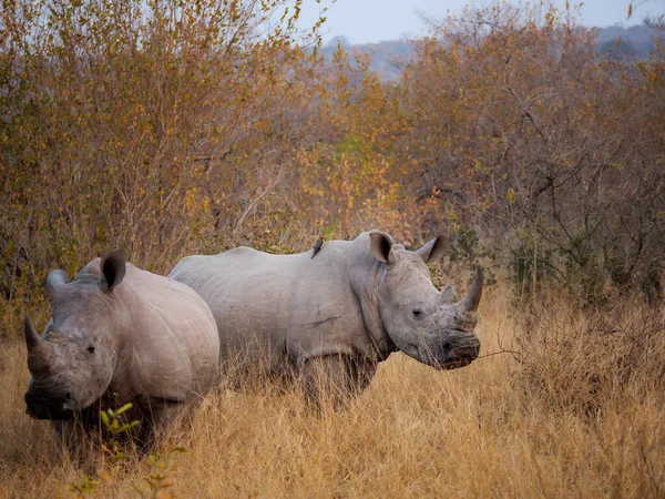 Rinoceronte Branco Rinoceronte Quadrado Rinoceronte Ceratotherium Simum Mpumalanga África Sul — Fotografia de Stock