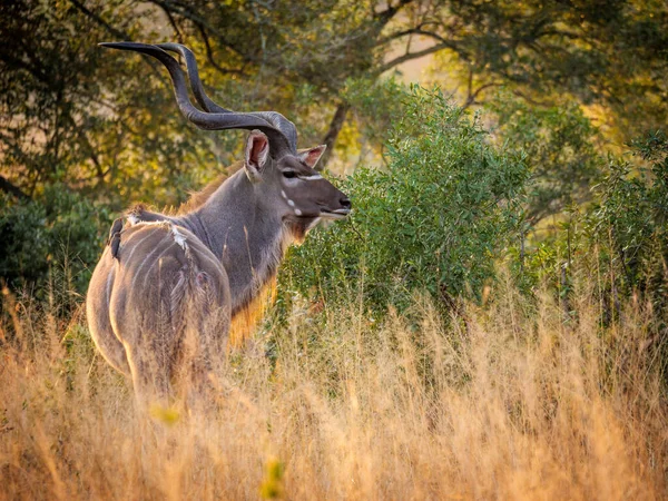 Grande Kudu Tragelaphus Strepsiceros Macho Mpumalanga África Sul — Fotografia de Stock